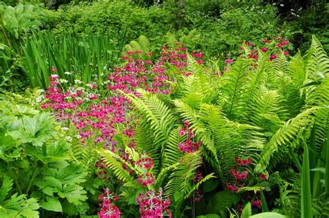 Bog Garden Plants: Graceful Ferns