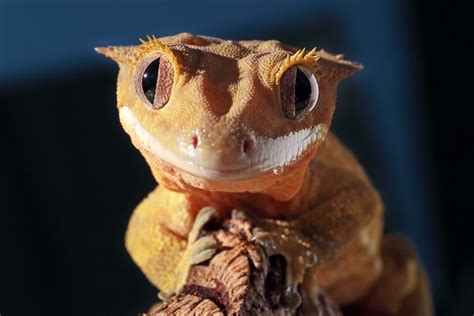 Crested Gecko Care Sheet, Habitat, Tank Set Up & Diet - Everything Reptiles