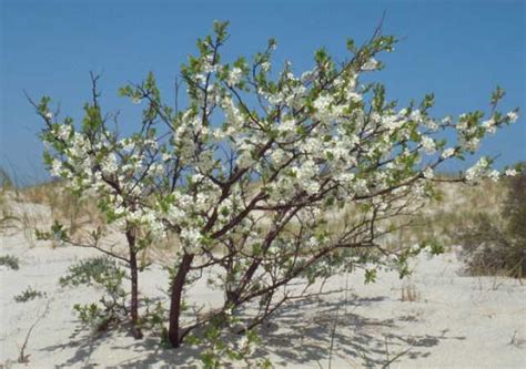 Photos - Beach Plum: Small farm sustainability through crop ...