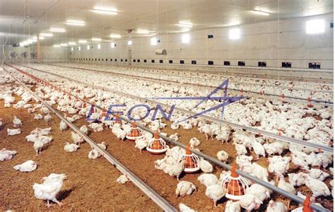 Automatic Poultry Control Shed Equipment For Broilers And Breeders ...