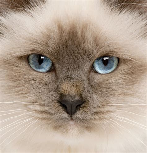 Learn About The Birman Cat Breed From A Trusted Veterinarian