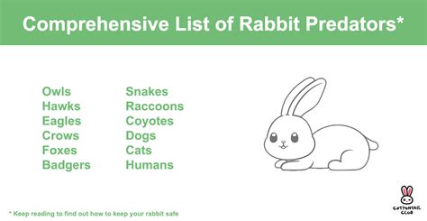 Rabbit Predators - Comprehensive Guide & List | Cottontail Club