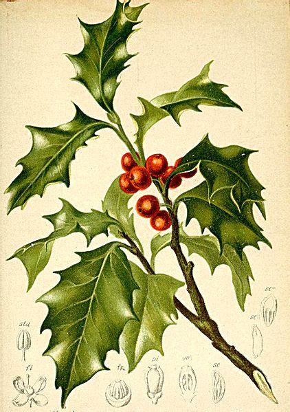 holly botanical illustration @wikimediacommons #illustration #botanical ...