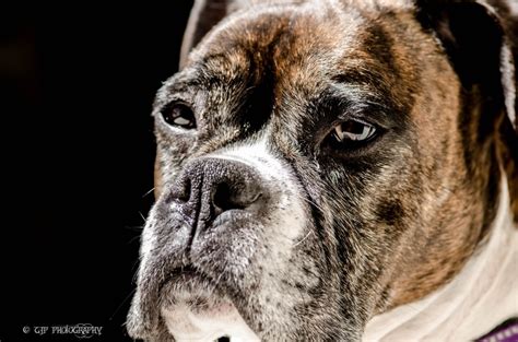 Mug shot of our dog NYANA | Mug shots, Dogs, Photography