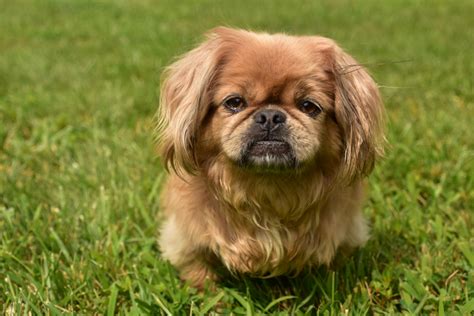 Top 11 Pekingese Breeders In The US