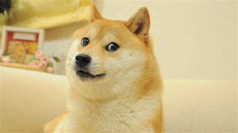 DOGE meme that inspired Dogecoin to be auctioned as NFT for charity ...