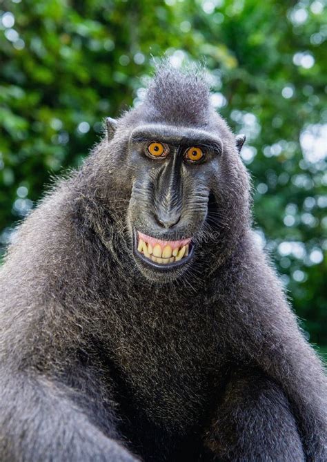 Celebes Macaque Teeth Stock Photos - Free & Royalty-Free Stock Photos ...