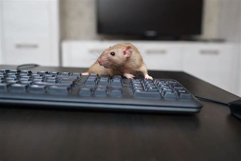 Tech Time Warp: Computer users smell a RAT