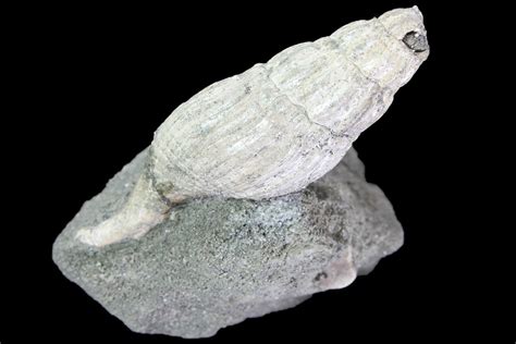 1.85" Cretaceous Gastropod (Drilluta) Fossil - Tennessee (#86220) For ...