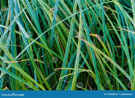 Thin Sharp Green Grass Blades Texture Macro Stock Image - Image of ...