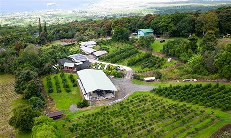 What Does Kona Coffee Taste Like? | Big Island Coffee Roasters