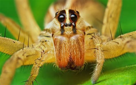 macro, Spiders, Arachnids Wallpapers HD / Desktop and Mobile Backgrounds