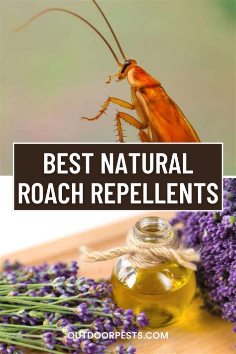 Best Natural Roach Repellents | Outdoor Pests