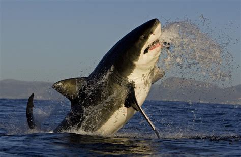 A Great White Shark mid breach - Very powerful and majestic creatures ...