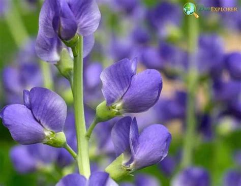 False Indigo Flower | Baptisia australis | BioExplorer.net