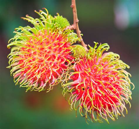 How To Grow Rambutan Fruit Trees - Where Can You Grow Rambutans ...