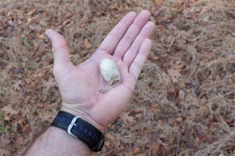 Empty Polyphemus Moth Cocoon | Steve Creek Wildlife Photography