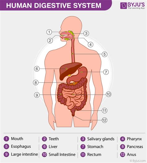 Human Digestive System - Parts Of Digestive System