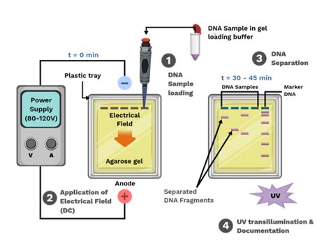 Describe the Gel Used in Gel Electrophoresis