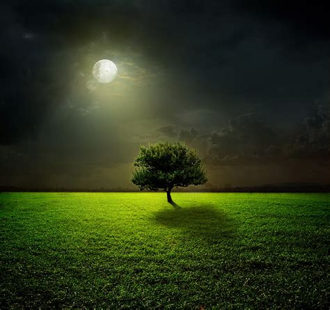 HD wallpaper: green leaf tree, moon, grass, sky, field, night, clouds ...