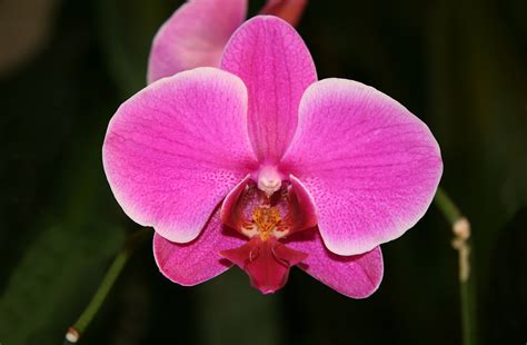 File:Orchid Phalaenopsis hybrid.jpg - Wikipedia