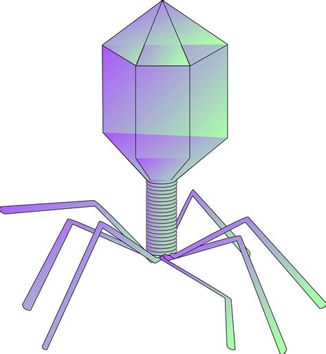 10+ Free Phages & Bacteriophage Images - Pixabay