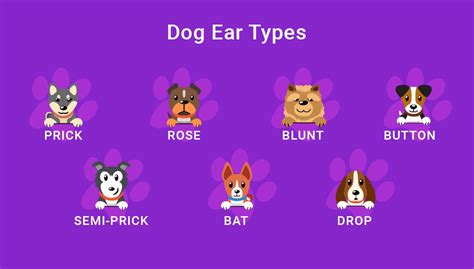 Dog Ears: Everything You Need to Know