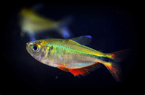 Buenos Aires Tetra Fish Species Profile