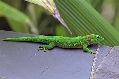 Giant Day Gecko – A Beginner’s Guide - ReptileBreeds.com