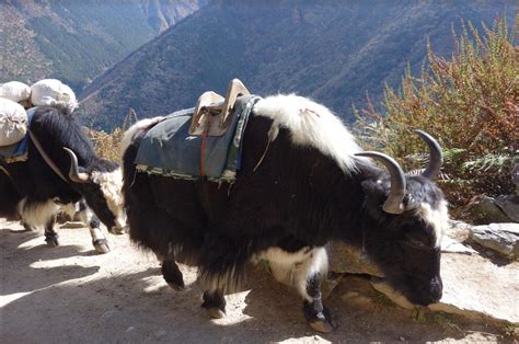 Yak Domestication Evidence Discovered in Tibetan Plateau Near Arunachal ...