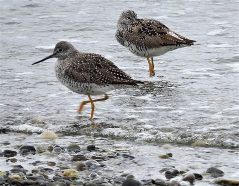 Scene Through My Eyes: Shorebirds!!!!!!!