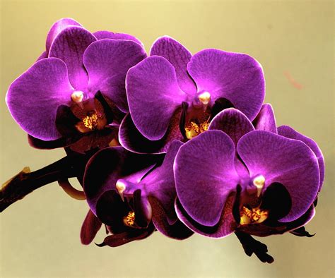 Purple Orchid Photograph by I Love Photo And Apple. - Fine Art America