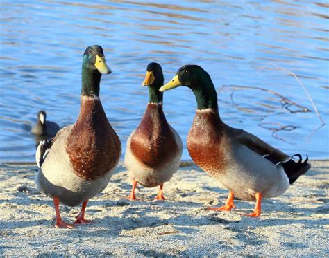 Pen in Hand: The Many Colors of Mallards: a common duck appears in a ...