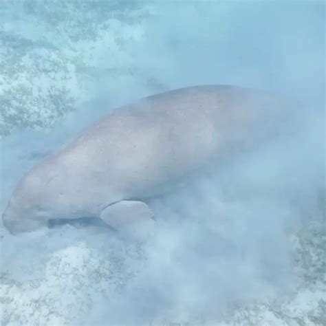 Dugong - Facts, Diet, Habitat & Pictures on Animalia.bio