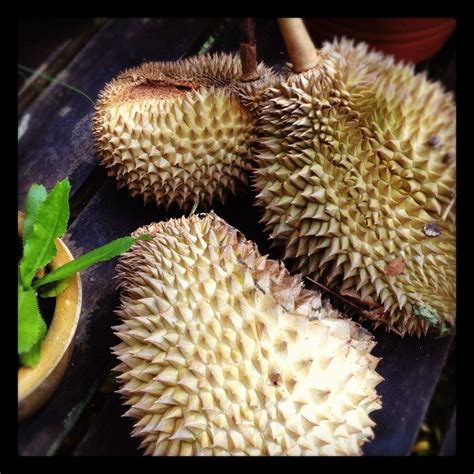 Malaysia Food & Travel Stories马来西亚 美食与旅游故事: Malaysia King of Fruit - Durian