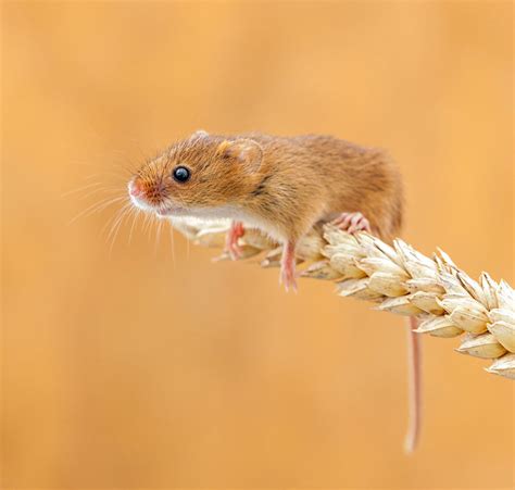 28 Teeny Tiny Wild Mice | Bored Panda