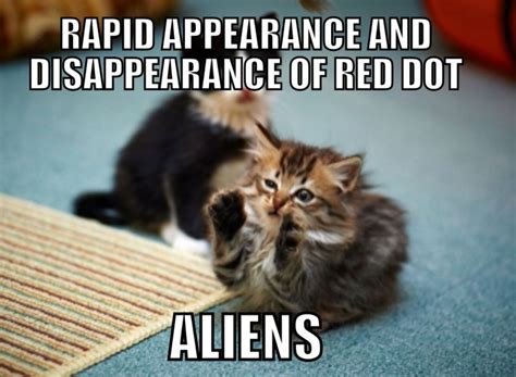 100 Funniest Cat Memes Ever