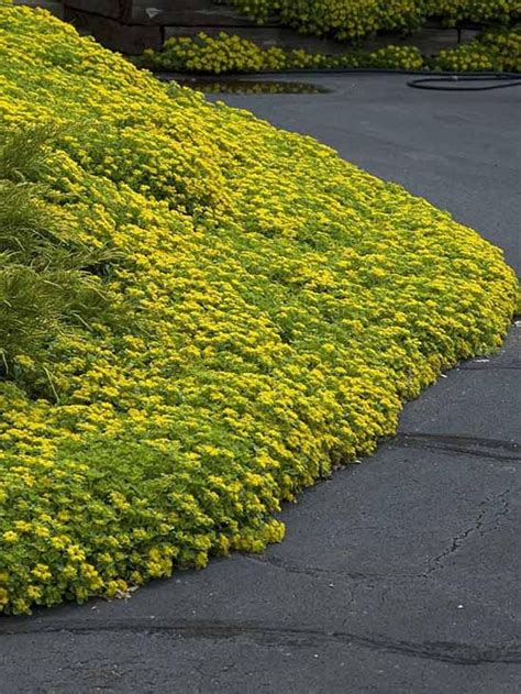 120 SEDUM YELLOW Ground Cover Aka STONECROP Succulent Perennial Flower ...