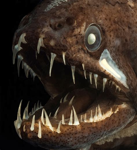 Real Monstrosities: Deep Sea Dragonfish