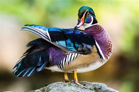 Canada / Colorful Male Wood Duck | Wood ducks, Duck species, Duck pictures