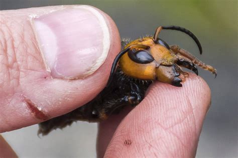 ‘Murder Hornets,’ With Sting That Can Kill, Land In Washington State ...