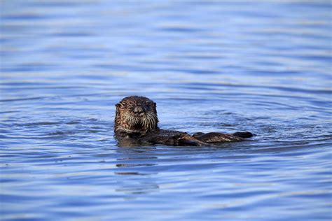 9 Amazing Facts About River Otters