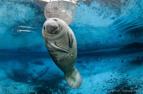 9 Pictures That Prove Manatees Are The Ocean's Cutest Creature