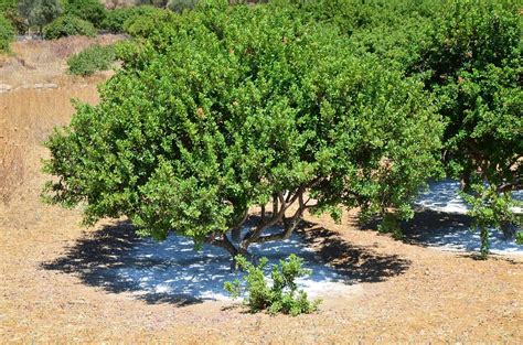 The Mastic Tree (Island of Chios, Greece) - Nomadic Niko