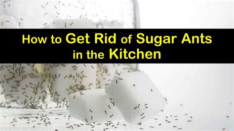 4 Simple Ways to Get Rid of Sugar Ants in the Kitchen