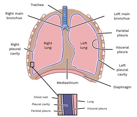 Visceral Pleura