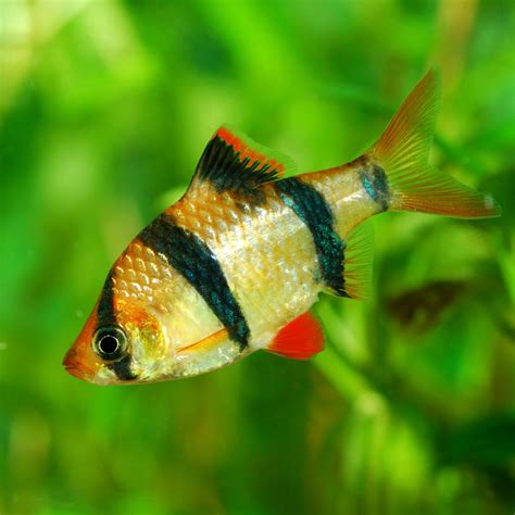 Colorful Freshwater Fish for Beginners - Aquarium Tidings