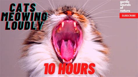 Cats Meowing Loudly (10 hours) compilation - YouTube