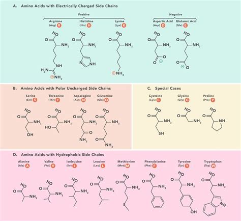 Amino Acids Structure Chart - Blogs Pop-Up Books