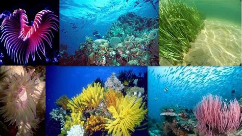 Marine Ecosystem Animals And Plants